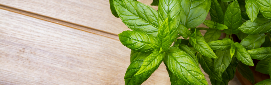 Health Benefits Of Peppermint Oil
