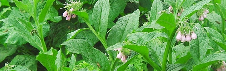 What is Comfrey and Why Does Steuart's Use It?